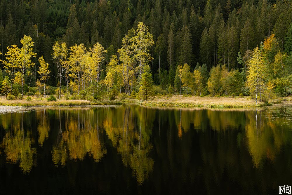 Seen und Gewässer Herbst Ellbachsee Schwarzwald Deutschland