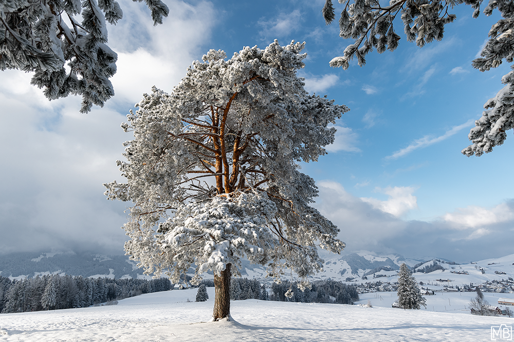 Winter Winterlandschaft Hoher Hirschberg Alpstein Appenzellerland Schweiz Schneelandschaft