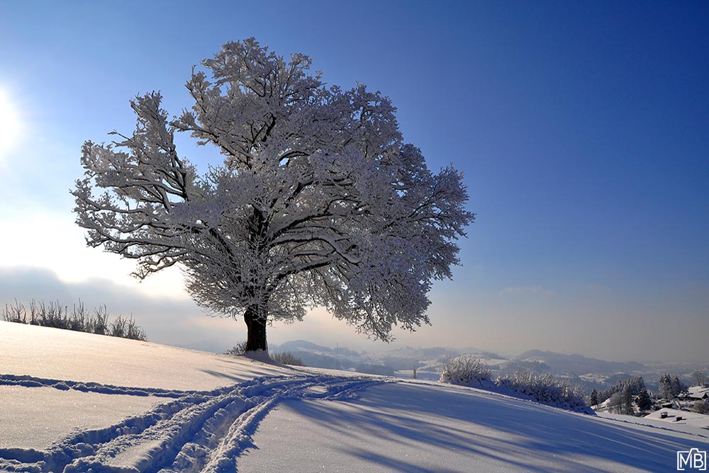 Winter Winterlandschaft Teufen Appenzellerland Schweiz Schneelandschaft