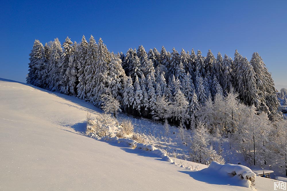 Winter Winterlandschaft Teufen Appenzellerland Schweiz Schneelandschaft
