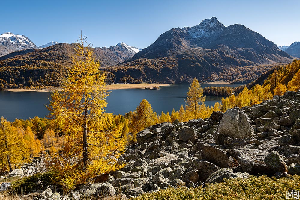 Engadin Bergsee Herbst Indiansummer goldene Lärchen Silsersee Oberengadin Engadin Graubünden Schweiz